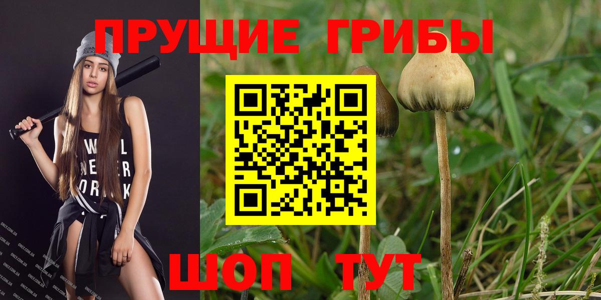 Псилоцибиновые грибы мухоморы Гатчина