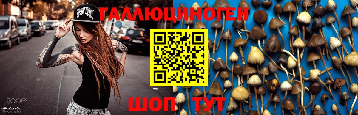 Галлюциногенные грибы Psilocybe  Гатчина  Галлюциногенные грибы мухоморы 